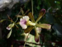 Investigadores de la Universidad de Vigo encuentran dos nuevas especies de orquídeas