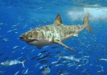 Los embriones de tiburón detectan los campos eléctricos de sus depredadores