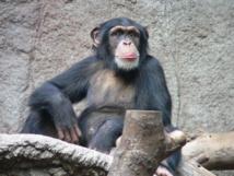Los chimpancés comparten con los humanos el sentido de la justicia