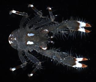 Describen cinco nuevas especies de crustáceos y un género entero nuevo