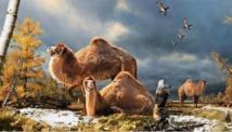 Descubren restos fósiles de un camello gigante en el Ártico