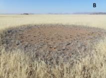 Las termitas originan los misteriosos círculos de hadas del desierto