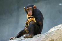 Los chimpancés meditan sobre sus propios conocimientos