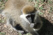 Los primates más populares en su entorno son más peligrosos para los humanos