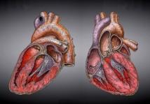 Nuevo tejido cardiaco artificial que imita muy bien al corazón humano