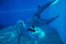 Ver a través del eco: personas ciegas podrían localizar objetos emulando a los delfines