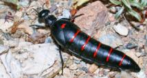 Los primeros humanos de la Península ya usaban los escarabajos aceitera en medicina