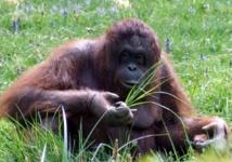 Chimpancés y orangutanes también guardan viejos recuerdos