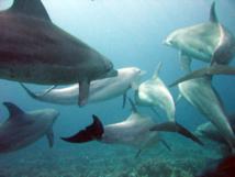 Los delfines "bautizan" con un nombre propio a sus iguales