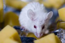 Un fragmento de anticuerpo trata con éxito el Alzheimer en ratones