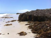 Guardacostas naturales: las plantas marinas reducen los efectos del cambio climático