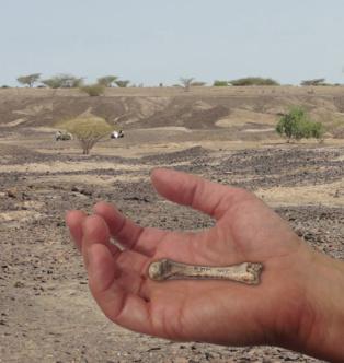 Un fósil de 1,4 millones de años pone fecha a la destreza de la mano humana