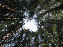 Los árboles viejos crecen más rápido y retienen más dióxido de carbono