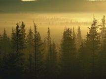 Los espacios forestales protegidos de Europa necesitan armonización