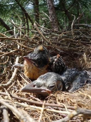 Parasitismo beneficioso: un cuco protege el nido que invade