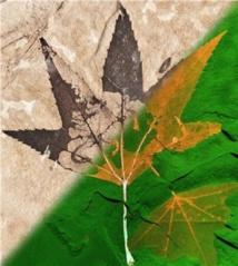 Un millón de soles iluminan fósiles de hojas y desvelan su composición bioquímica