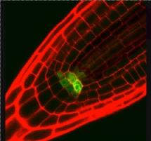 Descubiertos los mecanismos moleculares de las células madre vegetales