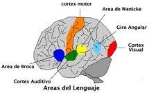 Descubiertas las pautas eléctricas cerebrales que producen el lenguaje