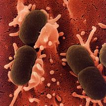 Las bacterias anticipan cambios en su entorno y reaccionan ante ellos