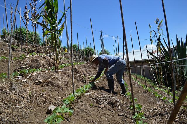 Agricultores de Costa Rica se vuelven trapecistas climáticos