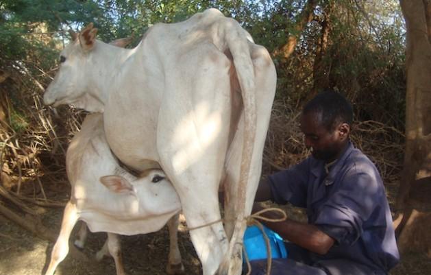 Seguro para ganado mejora la vida de pastores keniatas