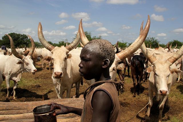 Pastoreo sin control daña el ambiente en Sudán del Sur