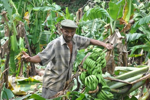 Carrera para salvar la industria bananera del Caribe