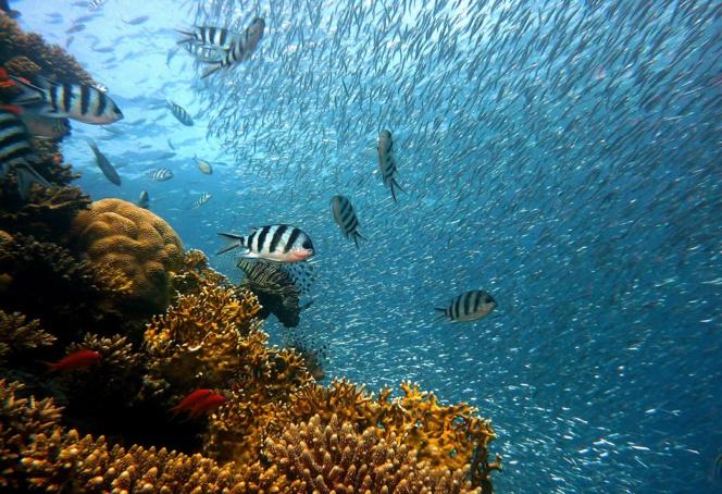 Los arrecifes se defienden ante el calentamiento global