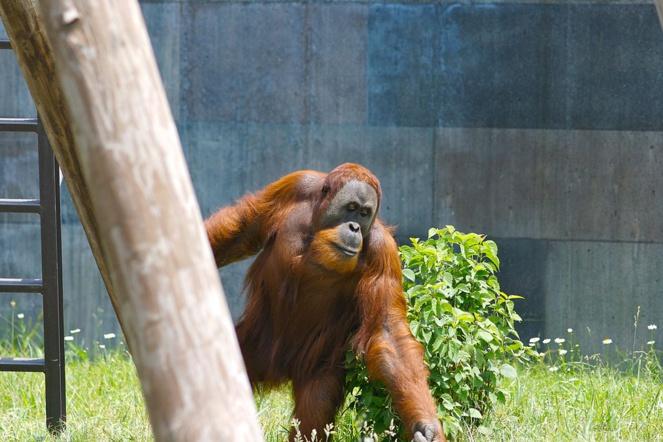 Los orangutanes pueden hablar del pasado