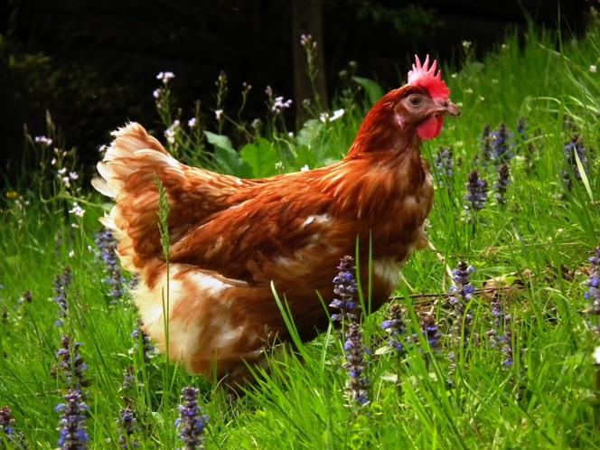 Los huevos de las gallinas pueden ayudar a combatir el cáncer