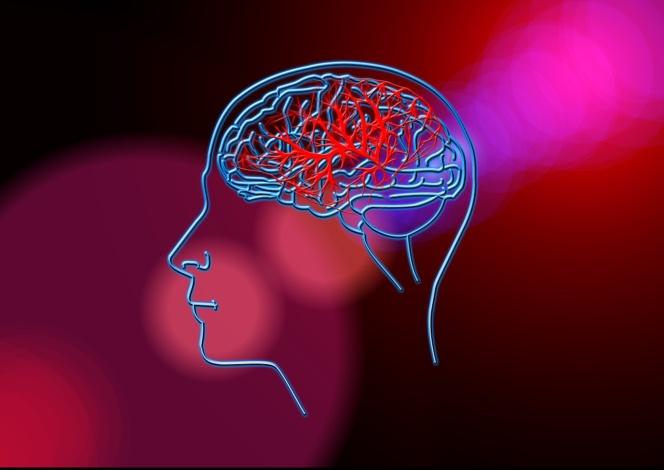 Unas oscilaciones cerebrales posibilitan el recuerdo