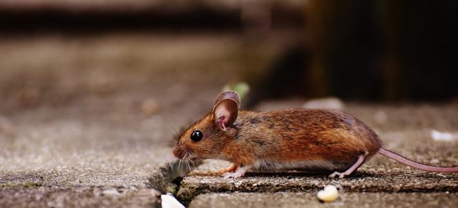 La agresividad se regula  en ratones a través del olfato