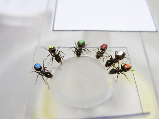 Lo bueno es relativo también para las hormigas