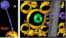 Un microscopio atómico obtiene las primeras imágenes de las asociaciones de proteínas