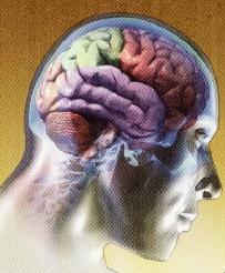 La conciencia humana se genera en la parte posterior del córtex cerebral