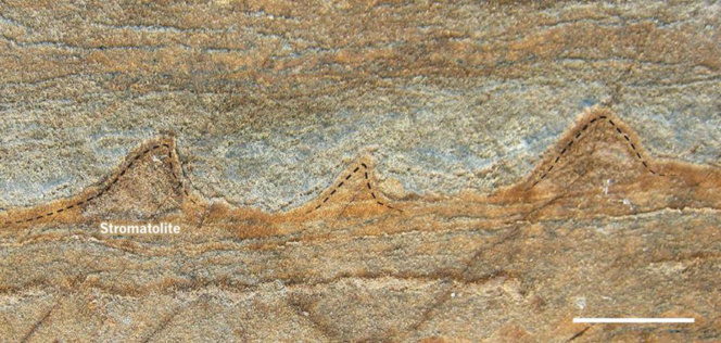 Descubren en Groenlandia los fósiles más antiguos conocidos