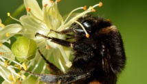 Los abejorros aprenden a tirar de una cuerda para comer, y enseñan a otros su habilidad