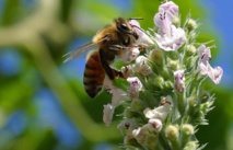 La presencia múltiple de pesticidas provoca la muerte de las abejas