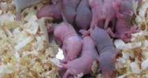 Nacen ratones sanos de óvulos de laboratorio