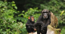 Análisis genéticos revelan que chimpancés y bonobos se cruzaron hace miles de años