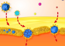 Nanotoxicidad: Las nanopartículas sí pueden atravesar membranas 