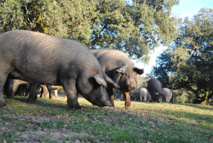 El sector cárnico español, expectante ante el fin de la castración del cerdo ibérico