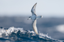 Las aves marinas son atraídas por el olor del plástico en descomposición