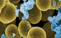 Las bacterias aumentan su propio sistema inmunológico "hablando" unas con otras