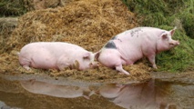 El humor y la personalidad afectan a las decisiones de los cerdos