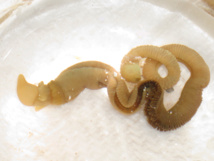 Científicos aprenden de un gusano cómo regenerar extremidades amputadas
