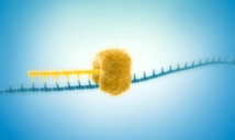 Nuevo método para amplificar ADN a partir del genoma de una sola célula