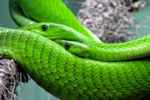 Descubren cómo conseguir un antídoto universal para el veneno de las serpientes