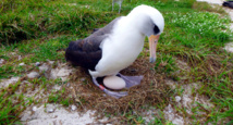 Un albatros, el ave marina más longeva capaz de reproducirse