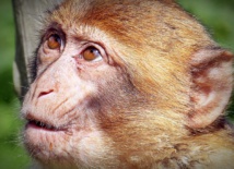 ¿Por qué los monos no pueden hablar?